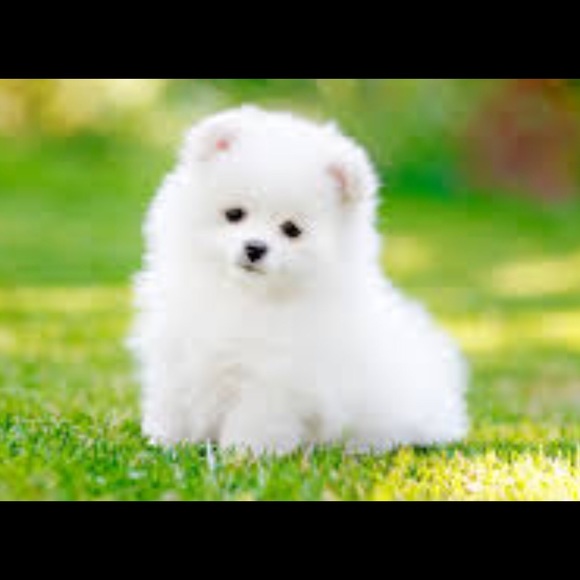 Meet your Posher, Joanna - Picture 1 of 1